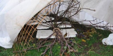 Kako pokriti ruže za zimu u sibiru